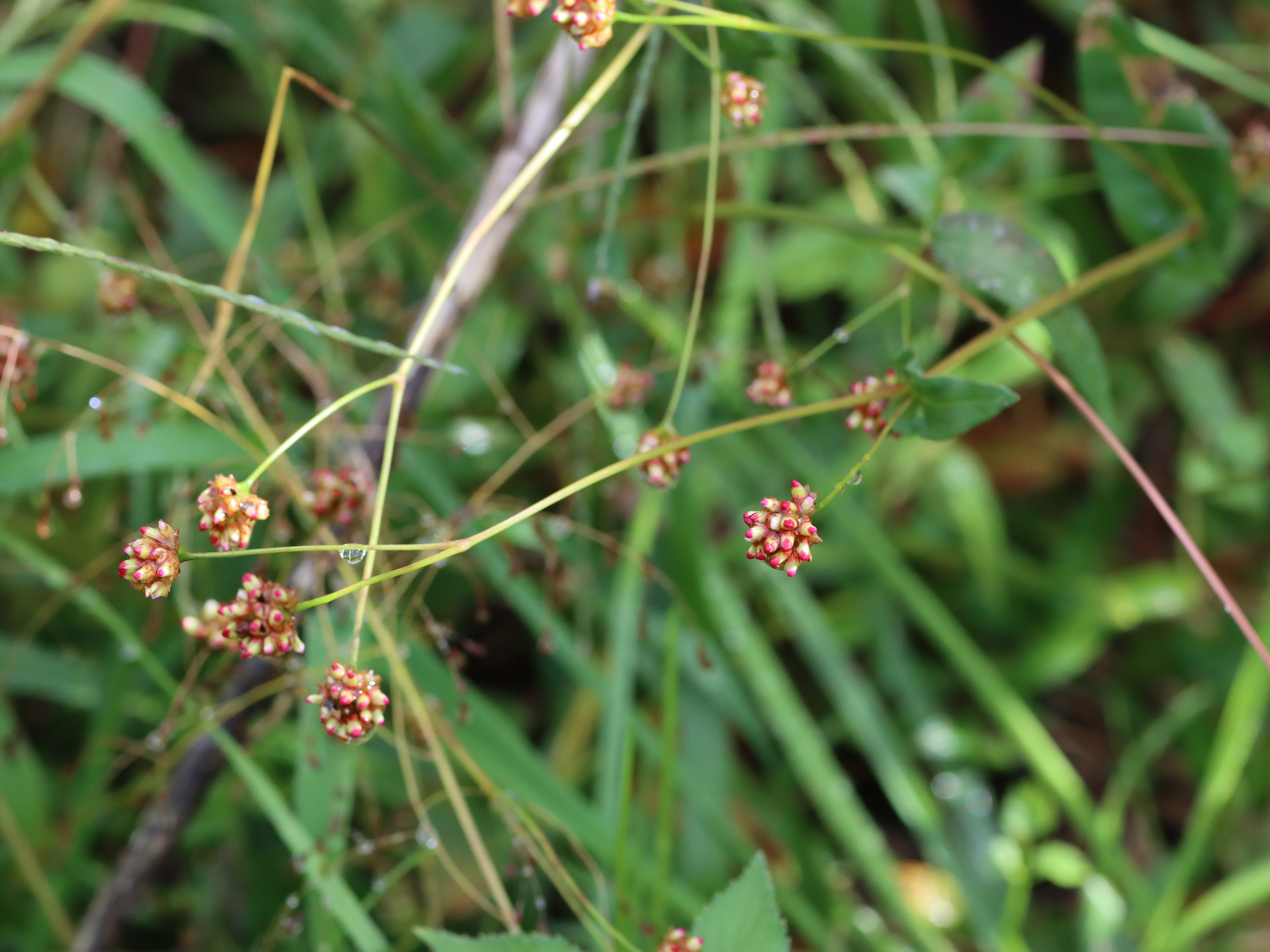 アキノウナギツカミ